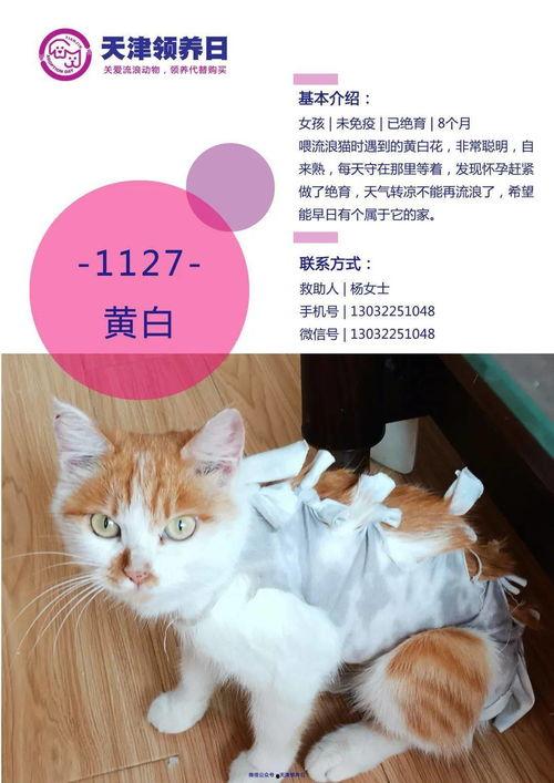 领养在线观看 第1张 领养在线观看 第1张